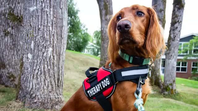 Robots could replace real therapy dogs