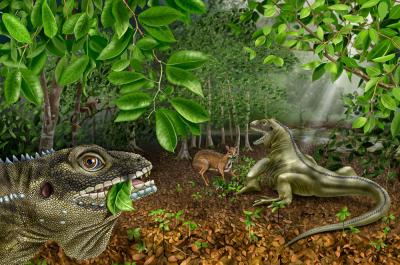 <i>Barbaturex morrisoni</i>