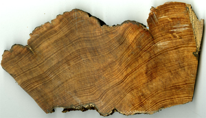 Longleaf pine cross-section