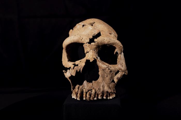 The skull of Shanidar Z