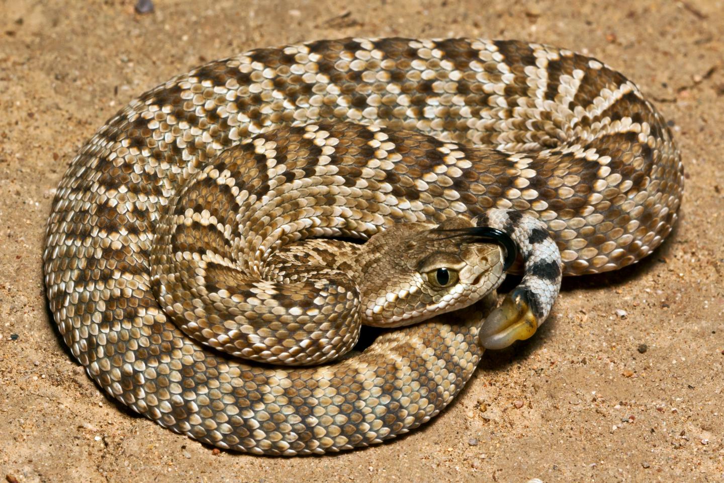 Mojave Rattlesnake (<i>Crotalus scutulatus</i>)