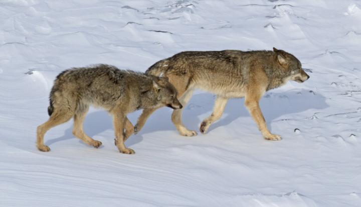 Surprisingly, Inbred Isle Royale Wolves Dwindle Because of Fewer - but More Highly Expressed - Harmful Genes (1 of 2)