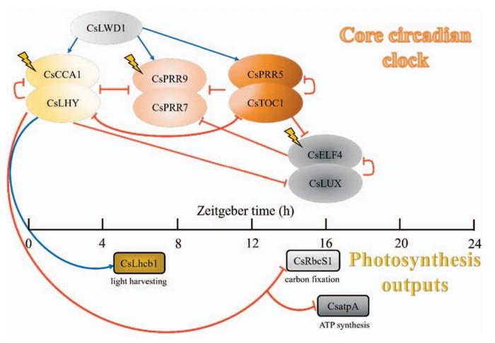 Schematic illustration of the circadian clock that regulates the photosynthetic production of the tea plant.