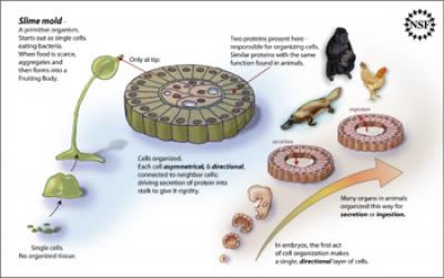 Slime Mold's Fruiting Body 