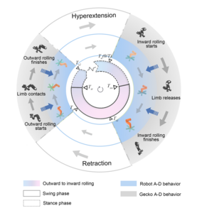 Periodic coordination between the adhesion system and motion system of the gecko and the robot.