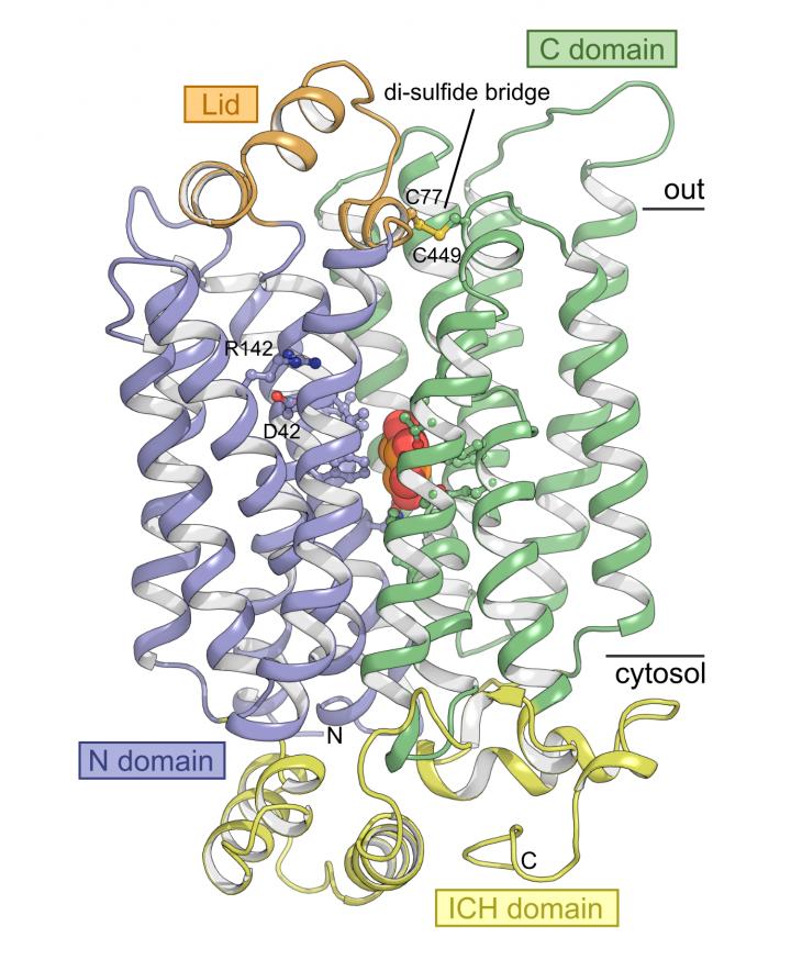 Structure of the High Affinity Sugar Transport Protein STP10