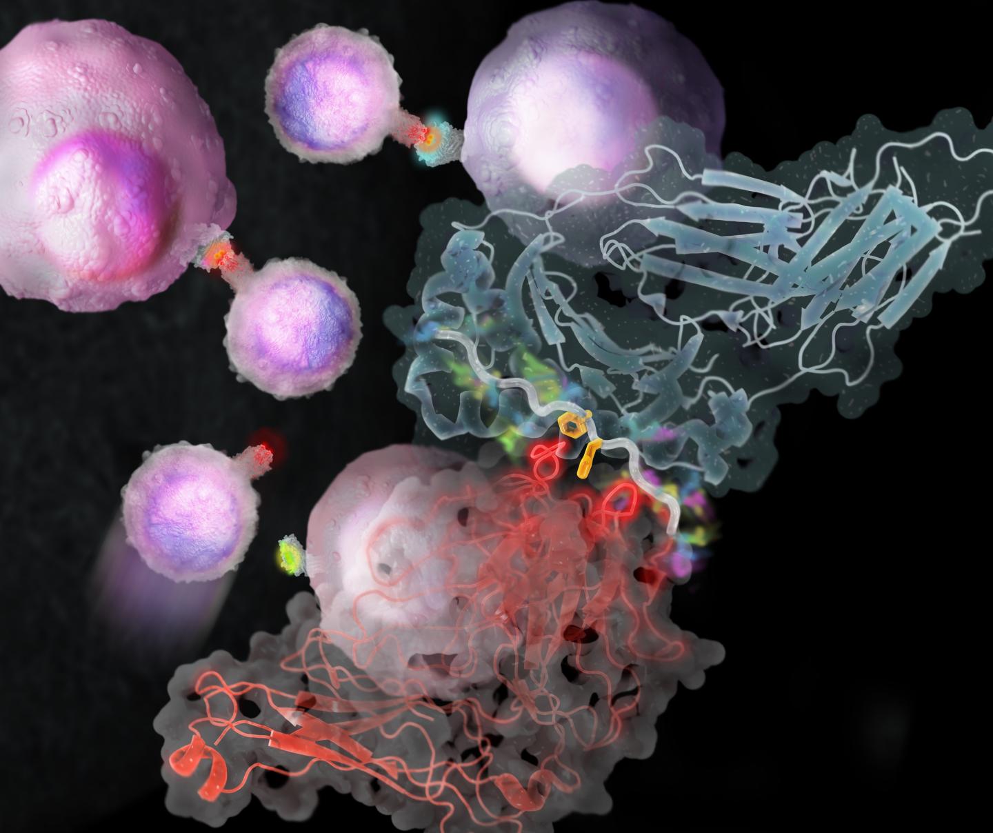 Antigen Detection by T-cell Receptors