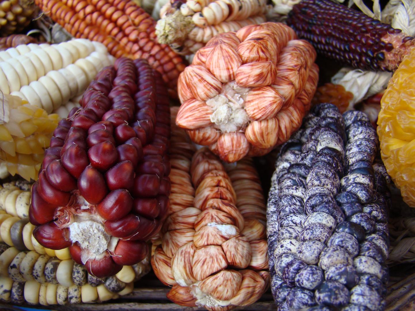 Modern Varieties of Maize