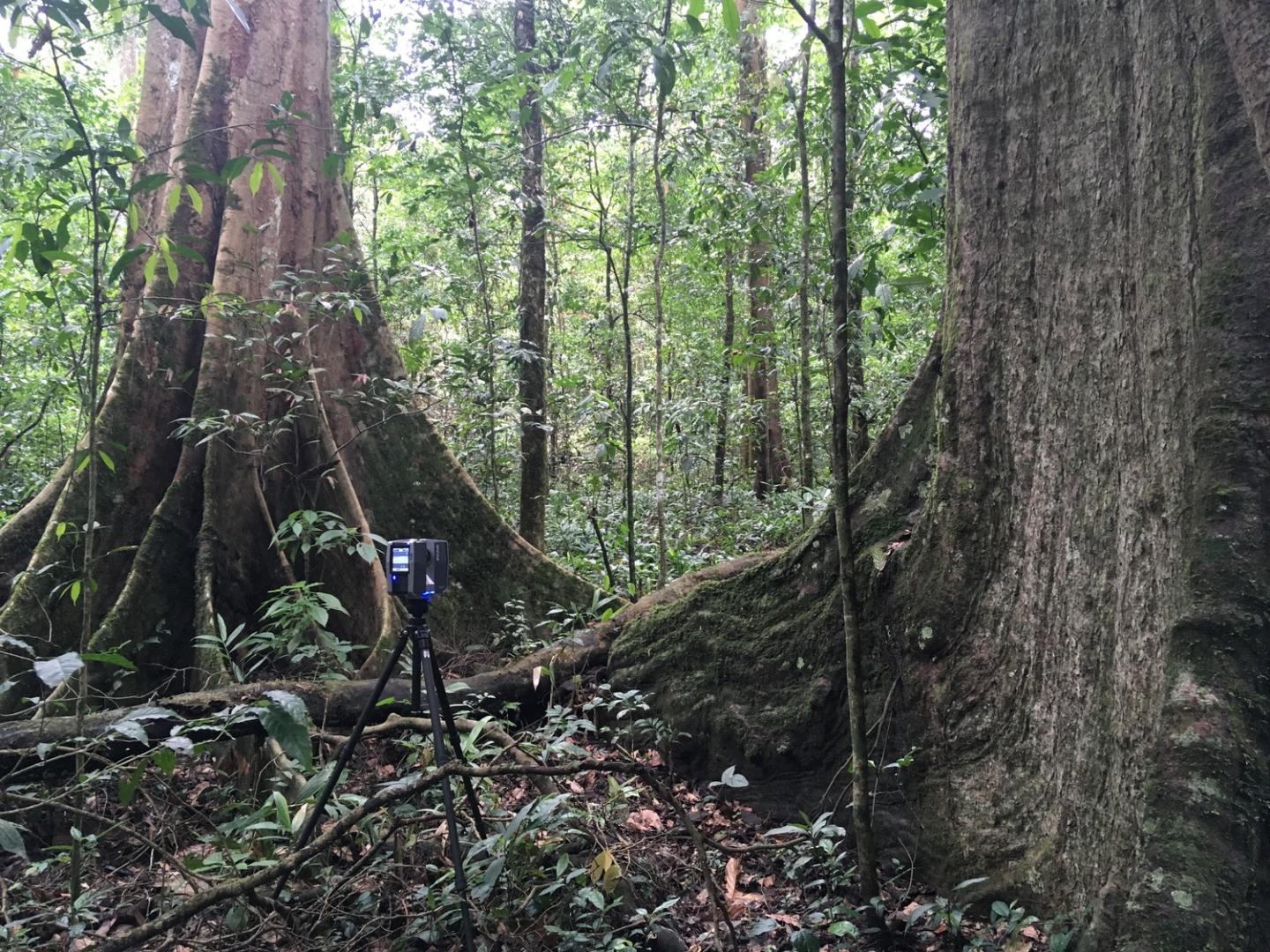 Huge tree drunks in dense forest with camera set up on tripod in the foreground