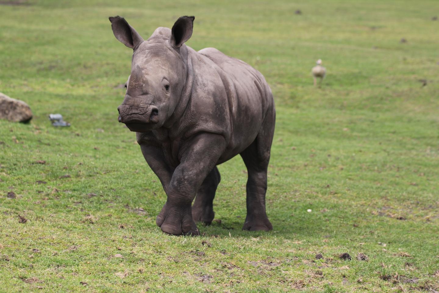 Young Southern White Rhinos May Produce Four Distinct, Context-Dependent Calls