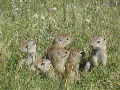 Juvenile Squirrels Need Some Stress Hormone to Learn