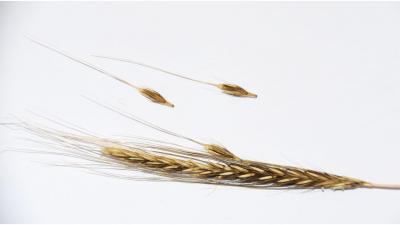 Barley Ear