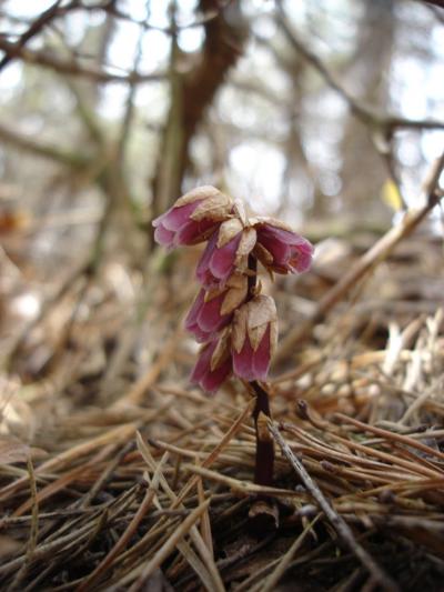 Reproductive Stem of Monotropsis