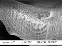 Cuticle Structure of <i>Papilio</i> Butterfly Wing -- 60,000x Magnification
