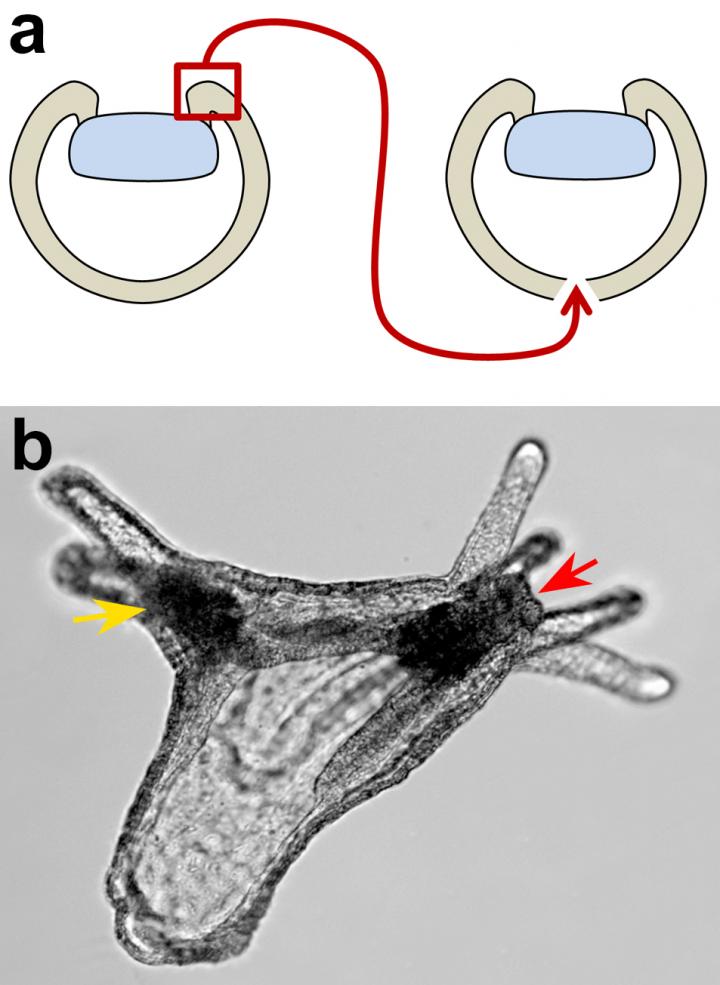 Blastoporal Organizer