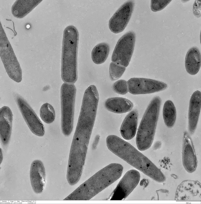 Clostridium ljungdahlii [IMAGE] | EurekAlert! Science News Releases