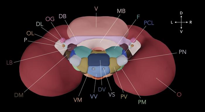 Cuttlefish Brain Revealed