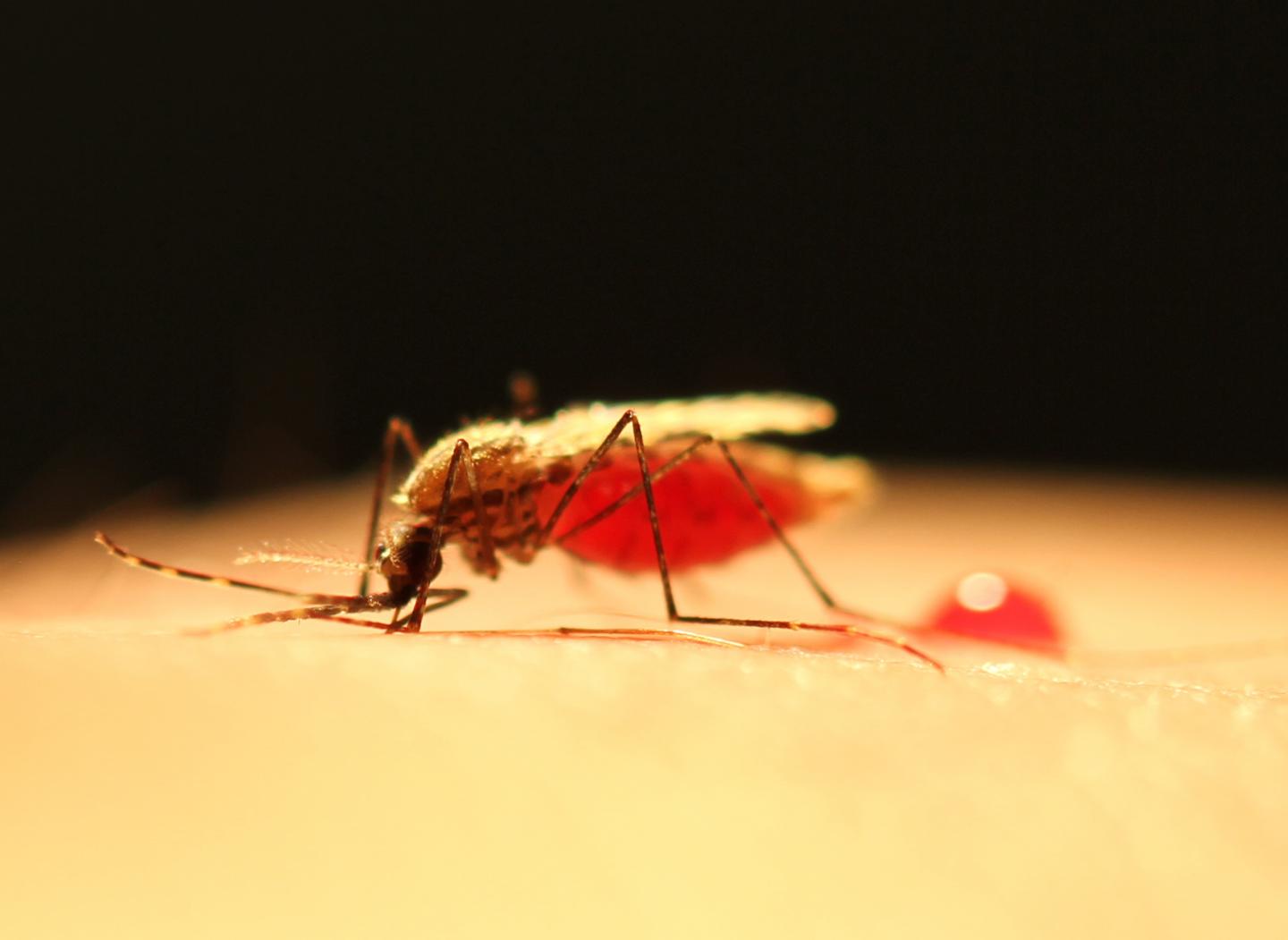 Is Malaria Transmission Shaped by Sex in Mosquitoes? (2 of 3)