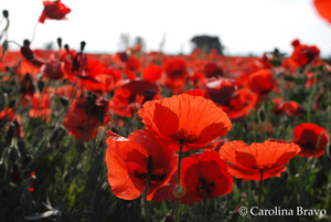 Corn poppies