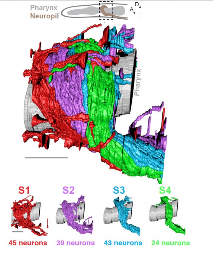 Computational detection of a hierarchical tree of neurite organization in the C. elegans neuropil