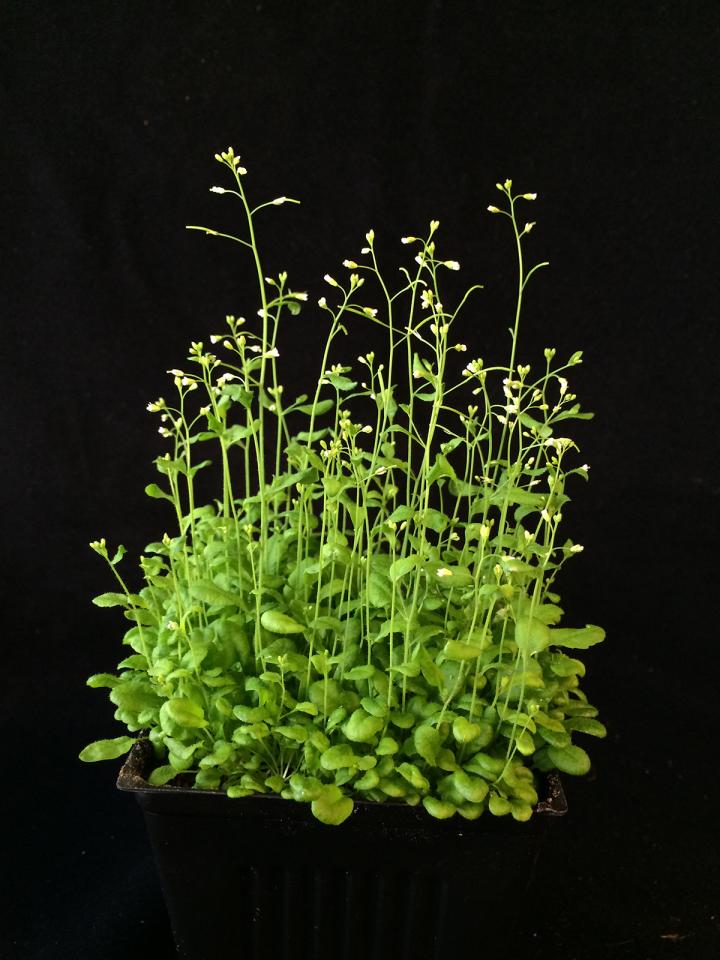 New Methods to Control Plant G [IMAGE] EurekAlert! Science News Releases