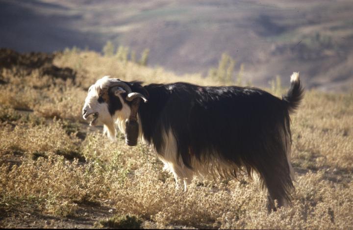 Genetic Trails of the New World's Oldest Dogs and Near East Goat Domestication