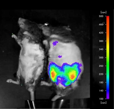 Mouse Exhibiting Presence of Obese Inflamed Fatty Tissue
