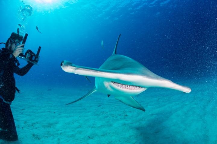 Scientists Use Photogrammetry Technique (20cm) Parallel to the Shark