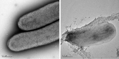Cyanobacteria, Wild-type and Modified