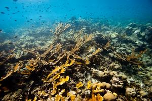 Healthy elkhorn corals, Caribbean