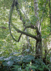 Ayahuasca plant