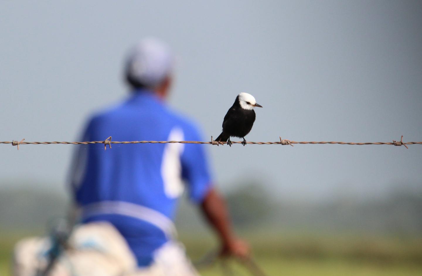 White-headed marsh-tyrant (Arundinicola leucocephala)