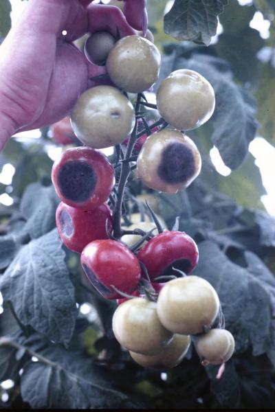 Blossom End Rot on Tomatoes