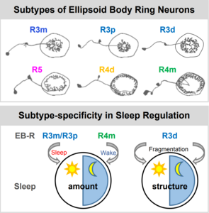 Schematic of sleep/structure regulation by multiple subtypes of ring neurons
