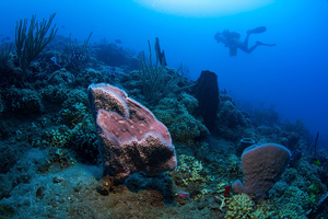 Caribbean Coral Reef