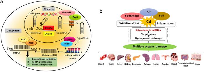 The miRNA biogenesis and toxic roles of Cd on the different organs of human