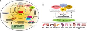 The miRNA biogenesis and toxic roles of Cd on the different organs of human