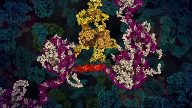 Excerpt From 'p53 Tumour Suppressor' Animation