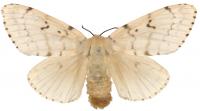 Female Asian Gypsy Moth