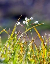 Wild Radishes Are Surrounded by Abundant Diseased Grasses