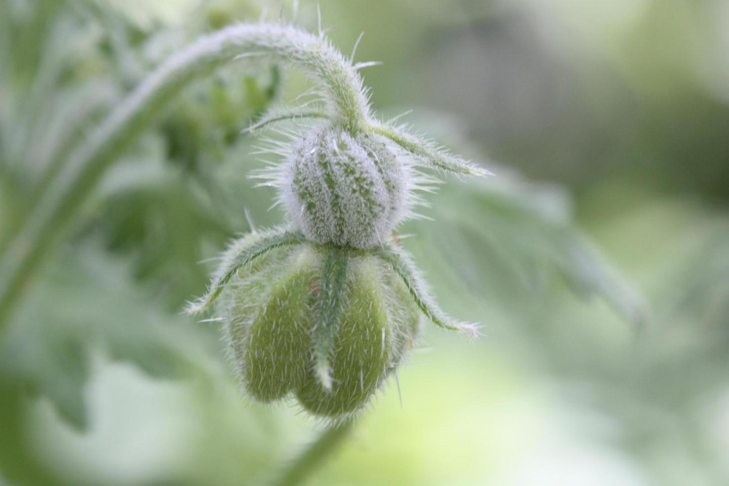 A flower bud of the Rock Nettle