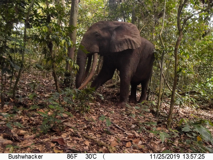 A solitary male elephant