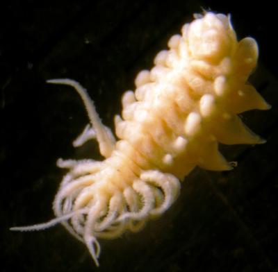 Parasitic Isopod