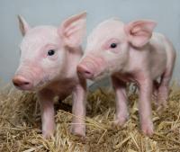 Gene-Edited Pigs Show Signs of Resistance to Major Viral Disease