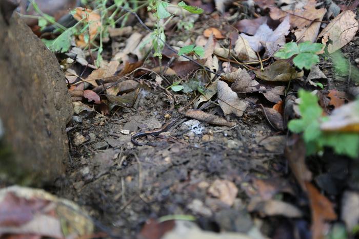 Red-backed Salamander on forest floor