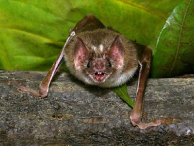 Vampire Bat