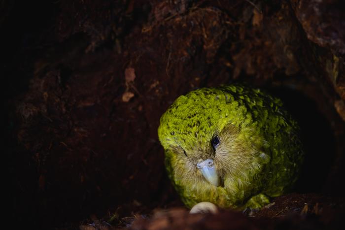 Kākāpō