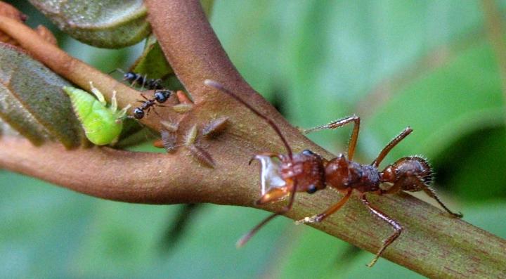 Tending Ants