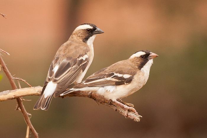 Sparrow-weaver pair