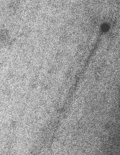 Active Asteroid 62412